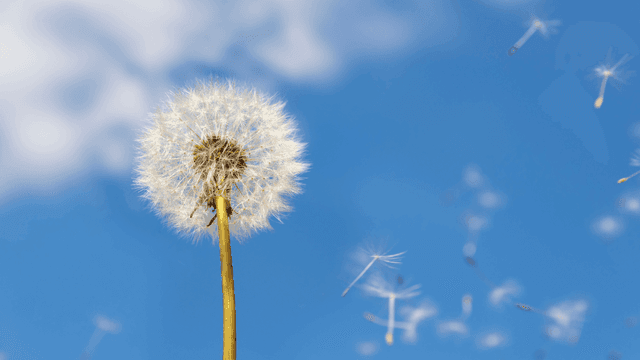 How Your HVAC System Can Help During Allergy Season